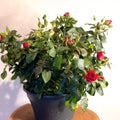 Patio Rose - Rosa - Sprouts of Bristol