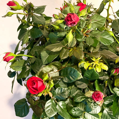 Patio Rose - Rosa - Sprouts of Bristol