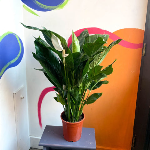 Peace Lily - Spathiphyllum 'Bingo Cupido' - Sprouts of Bristol