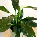 Peace Lily - Spathiphyllum 'Romeo Cupido' - Sprouts of Bristol