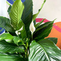 Peace Lily - Spathiphyllum 'Sweet Sebastiano' - Sprouts of Bristol