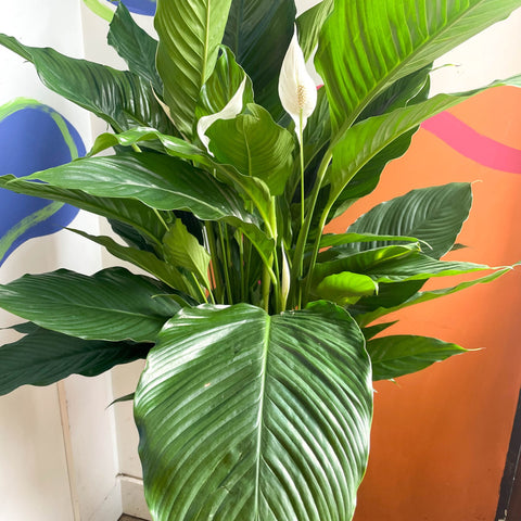 Peace Lily - Spathiphyllum 'Sweet Sebastiano' - Sprouts of Bristol