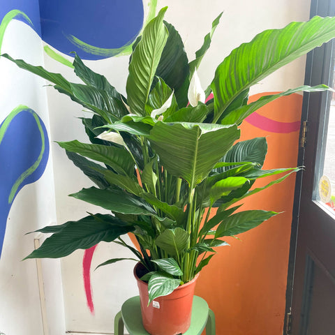 Peace Lily - Spathiphyllum 'Sweet Sebastiano' - Sprouts of Bristol