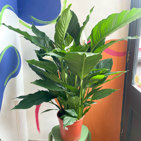 Peace Lily - Spathiphyllum 'Sweet Sebastiano' - Sprouts of Bristol