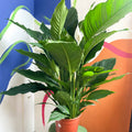 Peace Lily - Spathiphyllum 'Sweet Sebastiano' - Sprouts of Bristol