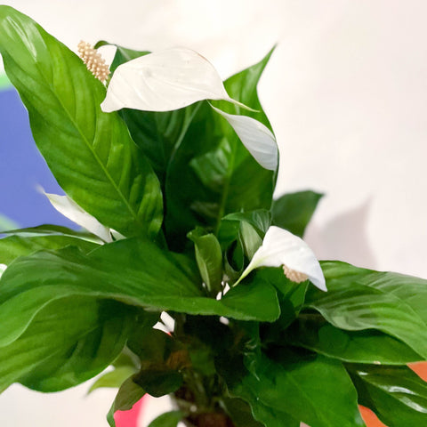 Peace Lily - Spathiphyllum 'Sweet Silvio' - Sprouts of Bristol