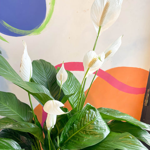 Peace Lily - Spathiphyllum wallisii 'Sweet Lauretta' - Sprouts of Bristol