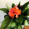Peach Busy Lizzie - Impatiens 'New Guinea' - Sprouts of Bristol