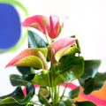 Peach Flamingo Flower - Anthurium andraeanum 'Joli Peach' - Sprouts of Bristol
