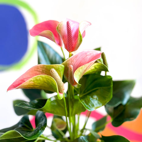 Peach Flamingo Flower - Anthurium andraeanum 'Joli Peach' - Sprouts of Bristol