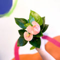 Peach Flamingo Flower - Anthurium andraeanum 'Spirit' - Sprouts of Bristol