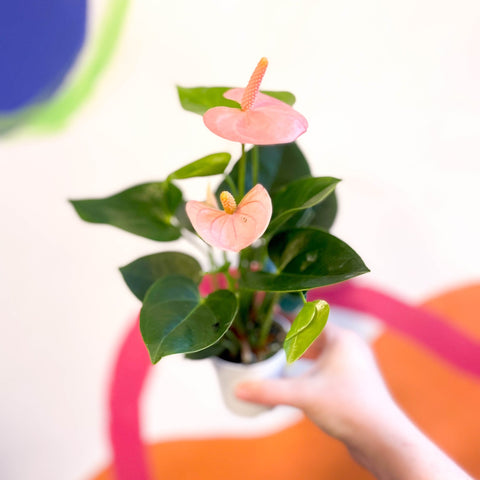 Peach Flamingo Flower - Anthurium andraeanum 'Spirit' - Sprouts of Bristol