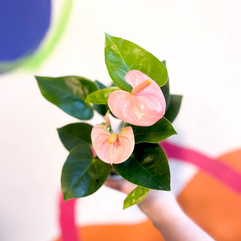 Peach Flamingo Flower - Anthurium andraeanum 'Spirit' - Sprouts of Bristol
