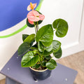 Peach Flamingo Flower - Anthurium 'Spirit' - Sprouts of Bristol