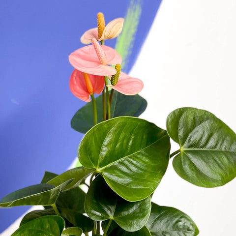 Peach Flamingo Flower - Anthurium 'Spirit' - Sprouts of Bristol