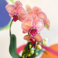 Peach & Pink Moth Orchid - Phalaenopsis 'Tropical Wonderland' - Sprouts of Bristol