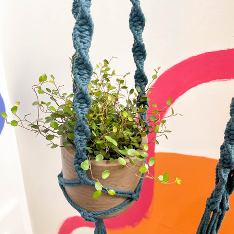 Peacock Blue Macrame Plant Hanger - Sprouts of Bristol
