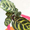 Peacock Plant - Calathea makoyana - Sprouts of Bristol