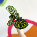 Peacock Plant - Calathea makoyana - Sprouts of Bristol