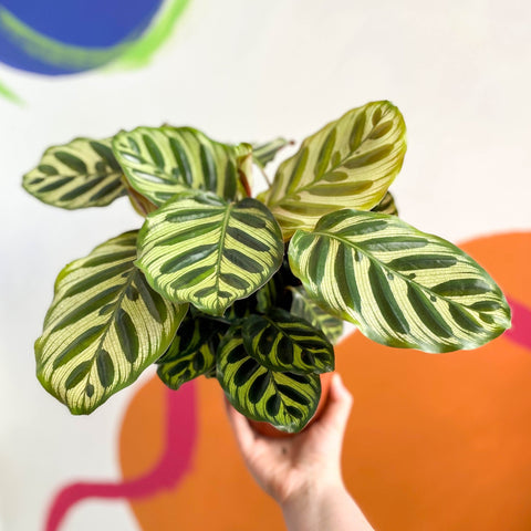 Peacock Plant - Calathea makoyana - Sprouts of Bristol
