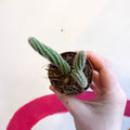 Peanut Cactus - Chamaecereus silvestrii - Sprouts of Bristol