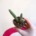 Peanut Cactus - Chamaecereus silvestrii - Sprouts of Bristol