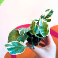 Pearls & Jade Pothos - Epipremnum aureum 'White Panther' - Sprouts of Bristol