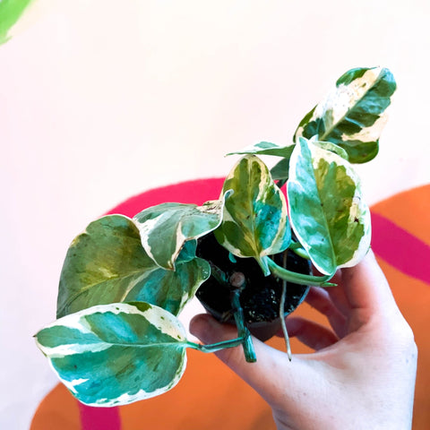 Pearls & Jade Pothos - Epipremnum aureum 'White Panther' - Sprouts of Bristol