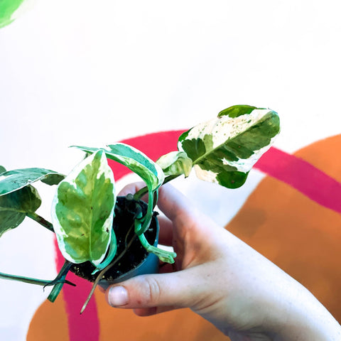 Pearls & Jade Pothos - Epipremnum aureum 'White Panther' - Sprouts of Bristol