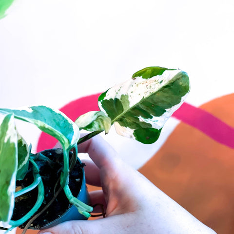 Pearls & Jade Pothos - Epipremnum aureum 'White Panther' - Sprouts of Bristol