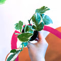 Pearls & Jade Pothos - Epipremnum aureum 'White Panther' - Sprouts of Bristol
