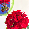 Pelargonium zonale 'Cembalo' - Sprouts of Bristol