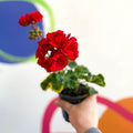 Pelargonium zonale 'Cembalo' - Sprouts of Bristol