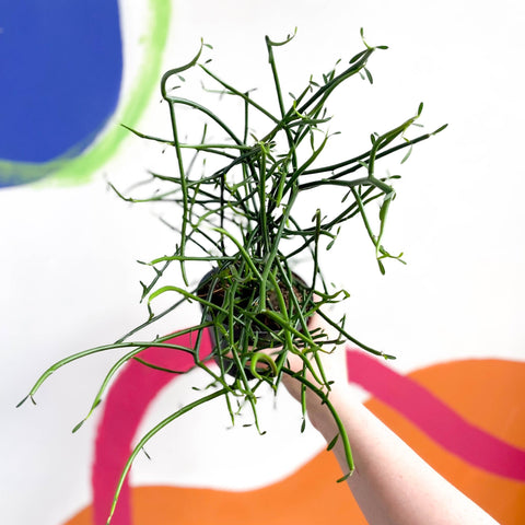 Pencil Cactus - Euphorbia tirucalli - Sprouts of Bristol