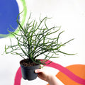 Pencil Cactus - Euphorbia tirucalli - Sprouts of Bristol