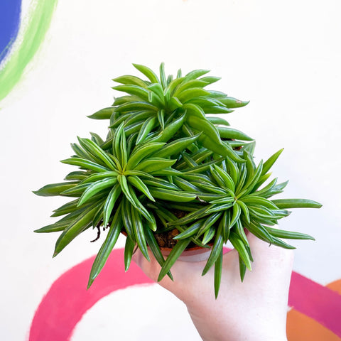 Peperomia ferreyrae 'Happy Bean' - Sprouts of Bristol