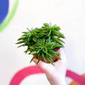 Peperomia ferreyrae 'Happy Bean' - Sprouts of Bristol