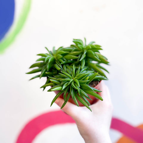 Peperomia ferreyrae 'Happy Bean' - Sprouts of Bristol