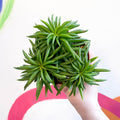 Peperomia ferreyrae 'Happy Bean' - Sprouts of Bristol