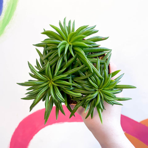 Peperomia ferreyrae 'Happy Bean' - Sprouts of Bristol