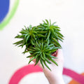 Peperomia ferreyrae 'Happy Bean' - Sprouts of Bristol