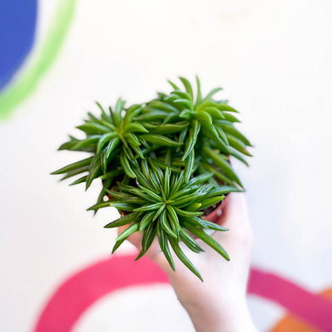 Peperomia ferreyrae 'Happy Bean' - Sprouts of Bristol