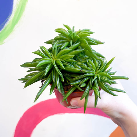 Peperomia ferreyrae 'Happy Bean' - Sprouts of Bristol