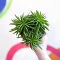 Peperomia ferreyrae 'Happy Bean' - Sprouts of Bristol