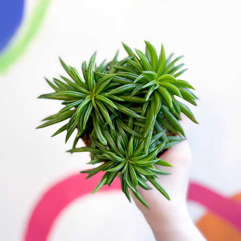 Peperomia ferreyrae 'Happy Bean' - Sprouts of Bristol