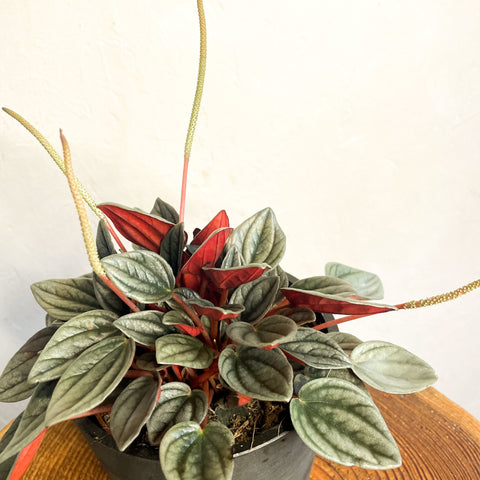 Peperomia santorini 'Punto Grigio' - Sprouts of Bristol
