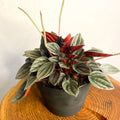 Peperomia santorini 'Punto Grigio' - Sprouts of Bristol