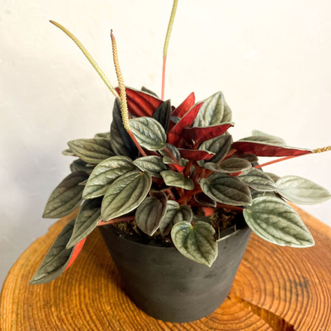 Peperomia santorini 'Punto Grigio' - Sprouts of Bristol