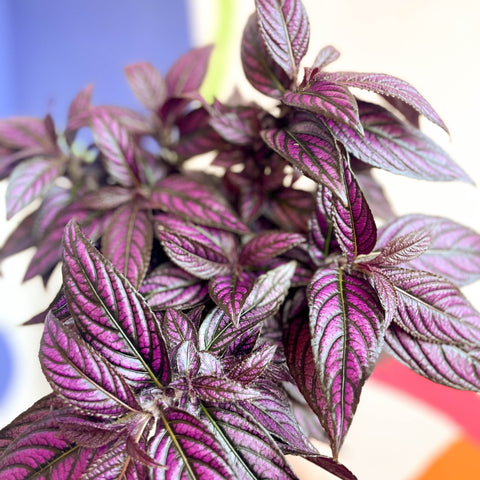 Persian Shield - Strobilanthes dyeriana - Sprouts of Bristol