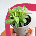 Petunia 'Yellow Dream' - UK Grown - Sprouts of Bristol